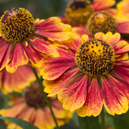 6x Helenium &