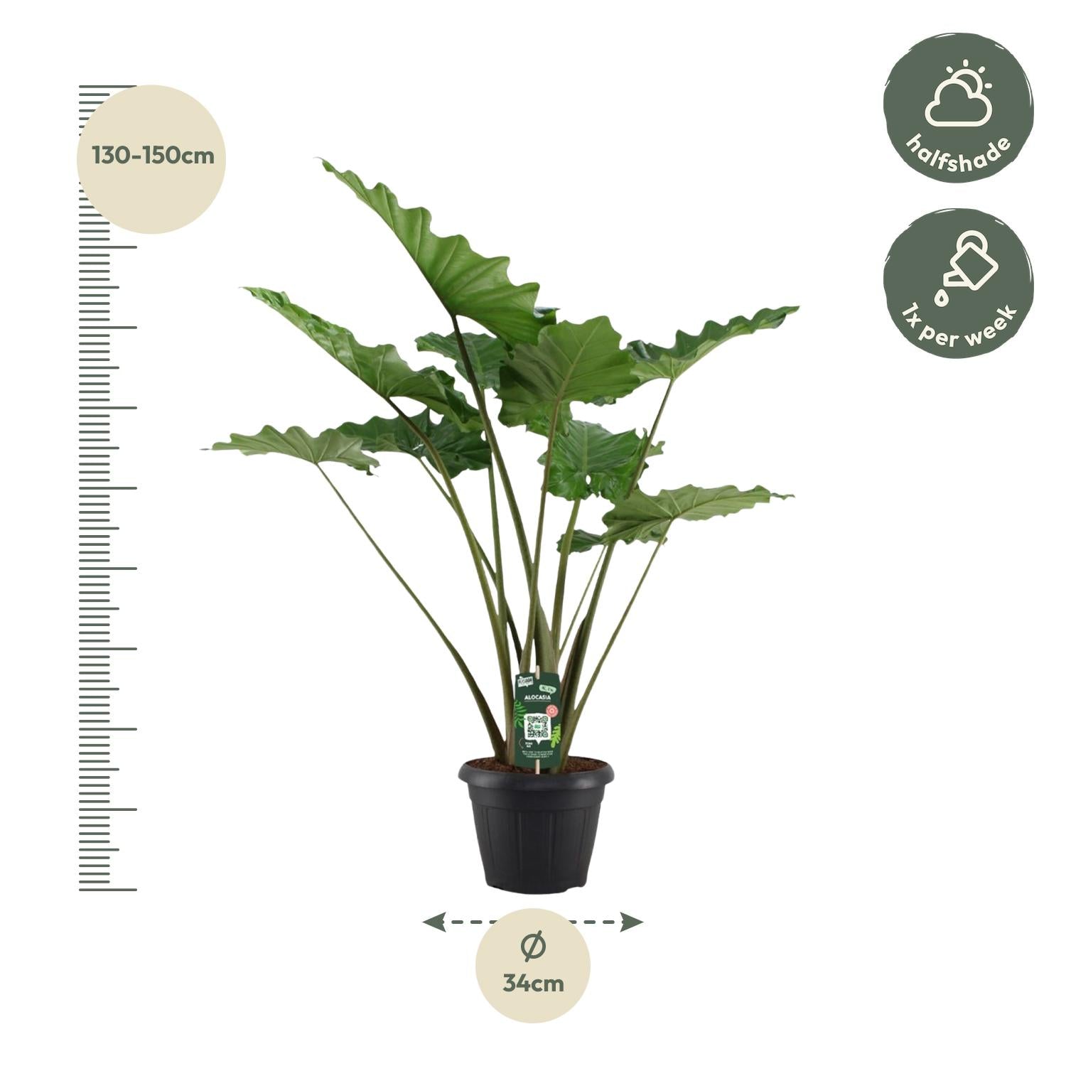 Alocasia Portodora 140 cm – Exotische XL-Zimmerpflanze