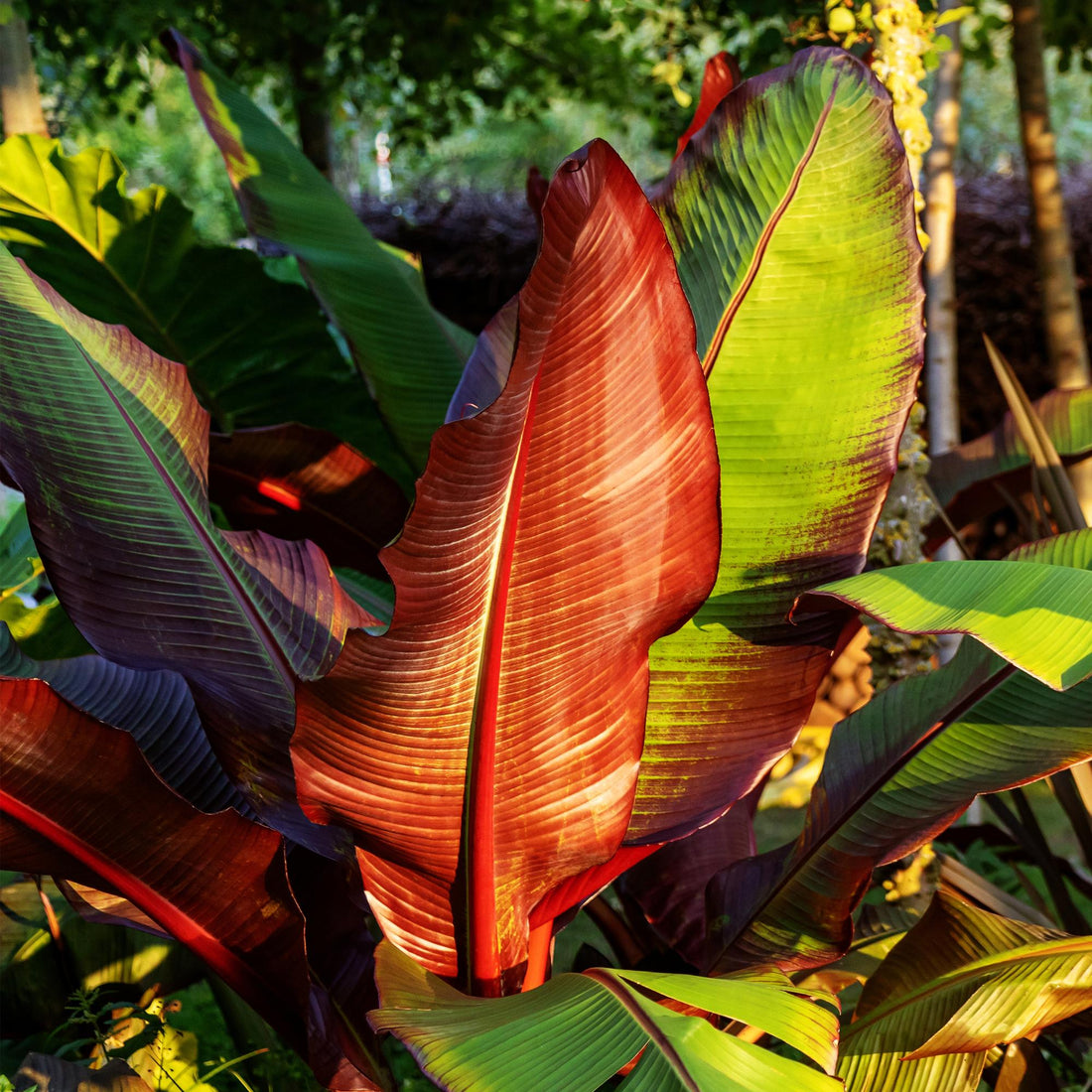 Bananenpflanze - Ensete ventricosum Maurelli - Winterhart - 2 Pflanzen - Topf 17cm Höhe 40cm