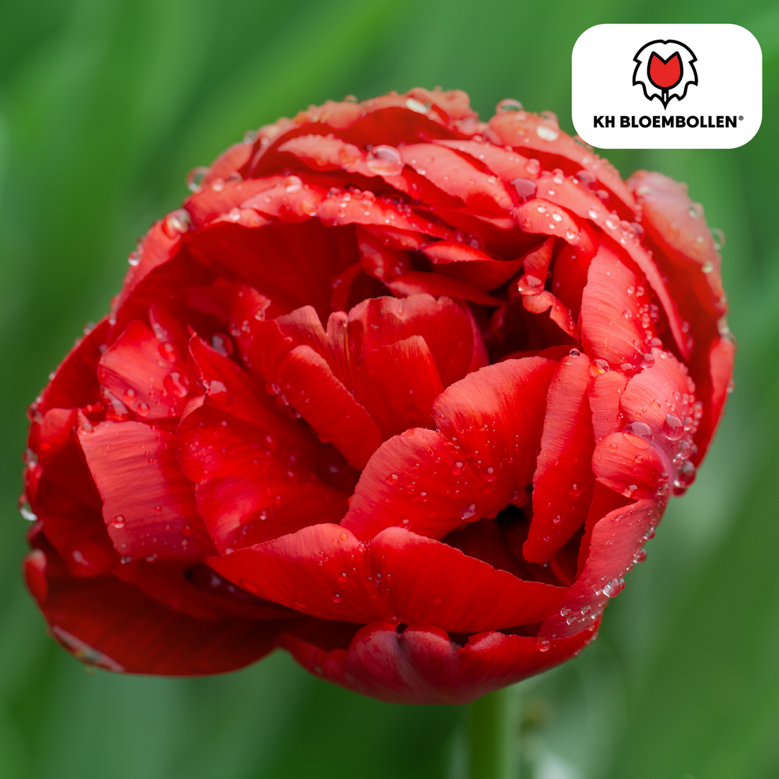 Tulpenzwiebeln Bombastic Red – 20er-Pack | Gefüllt &amp; tiefrot