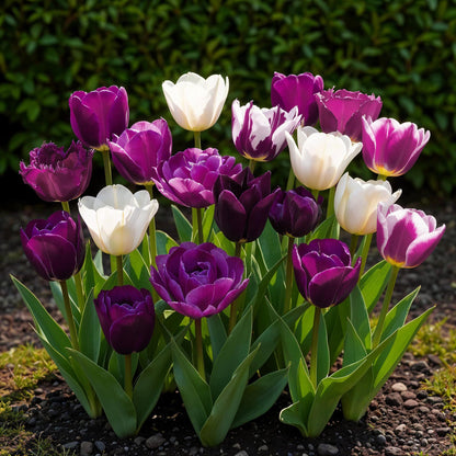 Tulpen Blueberry Mix - Bulbs Hardy Perennial - Verschiedene Farben - 12 Stück - Zwiebelgröße 11/12 - XXL Pack