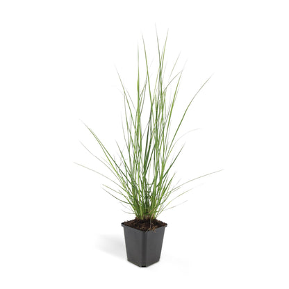 24x Pennisetum alopecuroides ‘Hameln’ – Lampenputzergras für Beete &amp; Kübel – Höhe 10–25 cm – Ø 9 cm