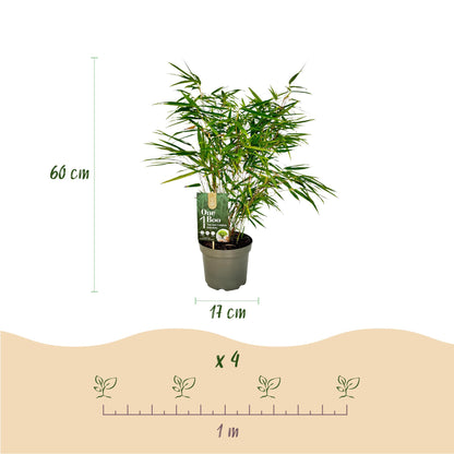 Bambus Fargesia rufa | 2 immergrüne Pflanzen – horstbildend – winterhart – 60 cm