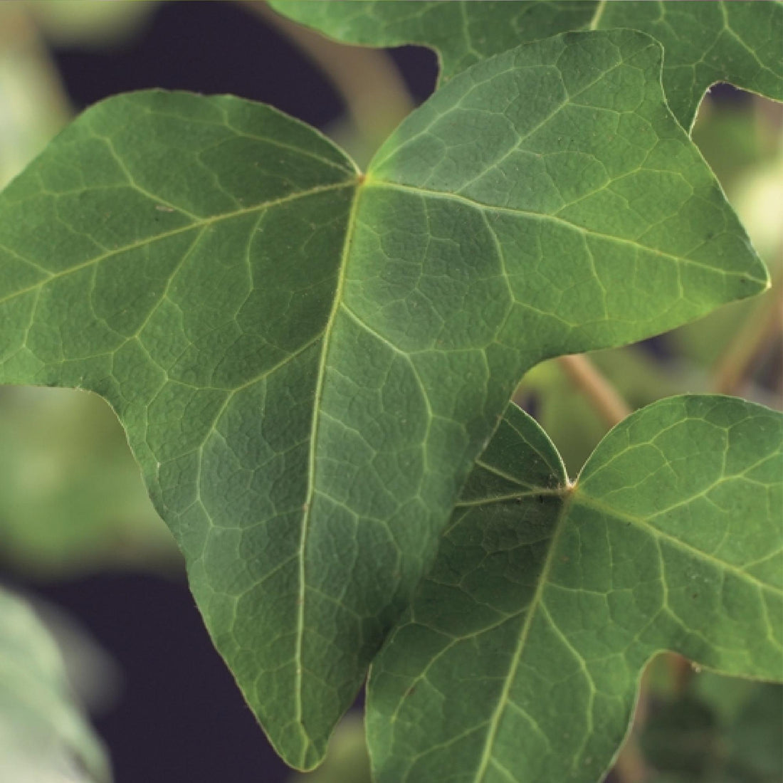 Kletterpflanze - Hedera helix - Blätter grün - Immergrün - 2 Pflanzen - Topf 11cm Höhe 40cm
