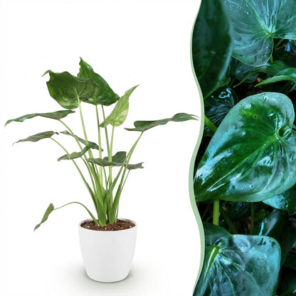 Alocasia Cucullata - Buddha-Hand - 1 Pflanze mit Topf Potter Weiß, Grau Höhe 65-70cm