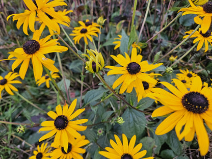 Rudbeckia fulgida ‘Goldsturm’ – 24 Pflanzen Ø 9 cm ↕ 10–25 cm – Winterharte Sonnenhut-Staude für sonnige Beete