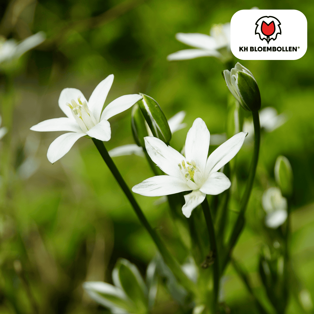 Vogelmilch (Ornithogalum) – 30 Stück | Sternenweiße Frühblüher