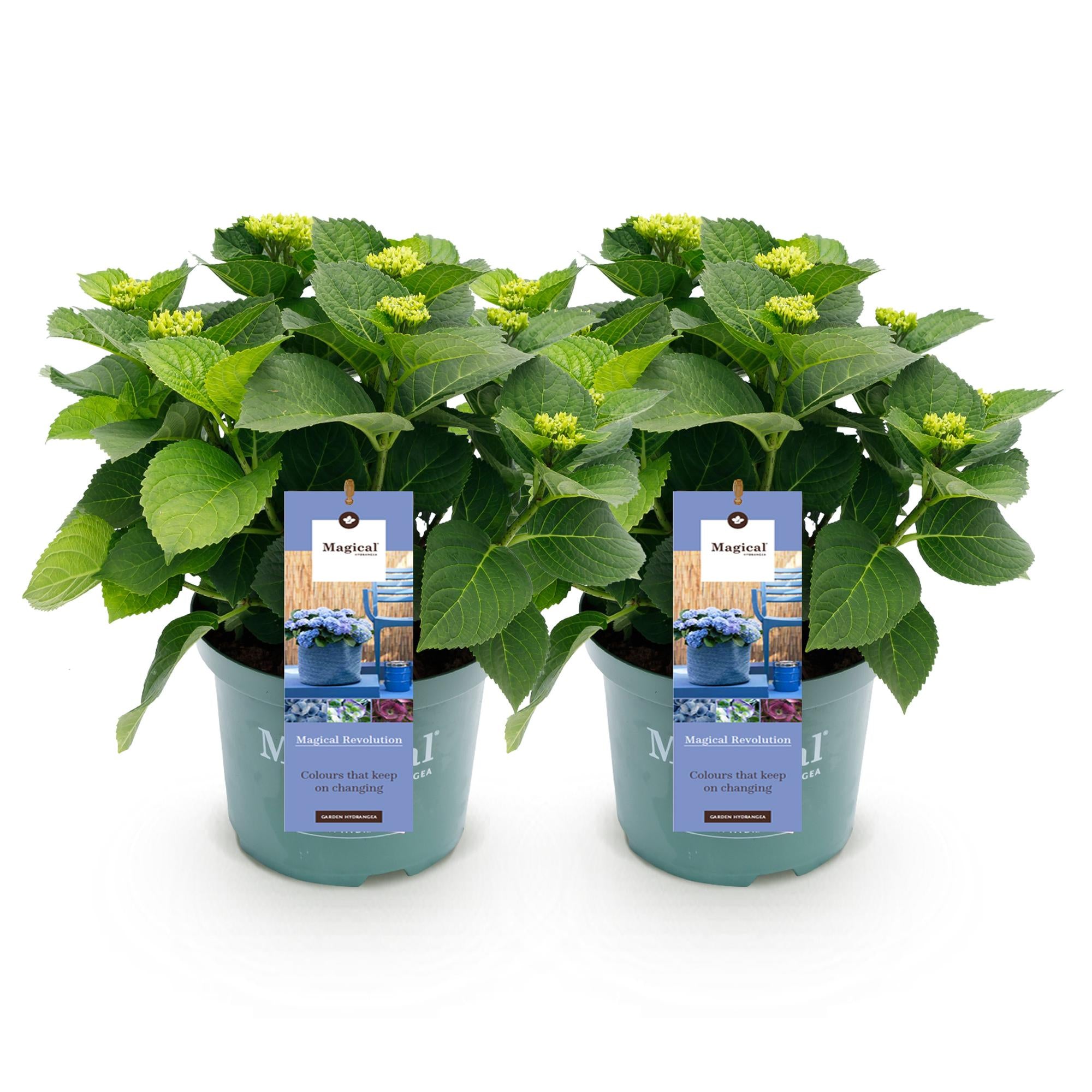 Balkon-Hortensie Magical Revolution Blue – 2 Pflanzen – 6–10 Blüten – Ø23 cm Topf – Höhe ca. 55 cm