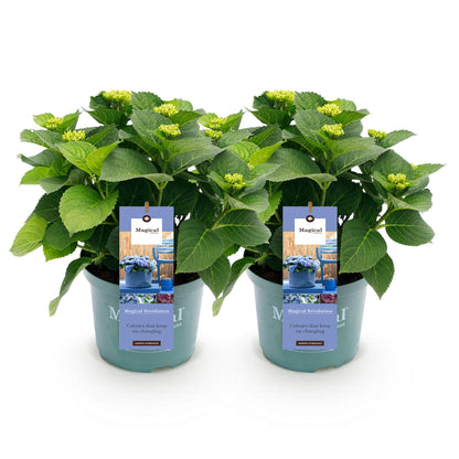 Balkon-Hortensie Magical Revolution Blue – 2 Pflanzen – 6–10 Blüten – Ø23 cm Topf – Höhe ca. 55 cm