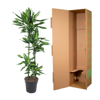 Dracaena Cintho – Pflegeleichte Zimmerpflanze mit exotischem Flair
