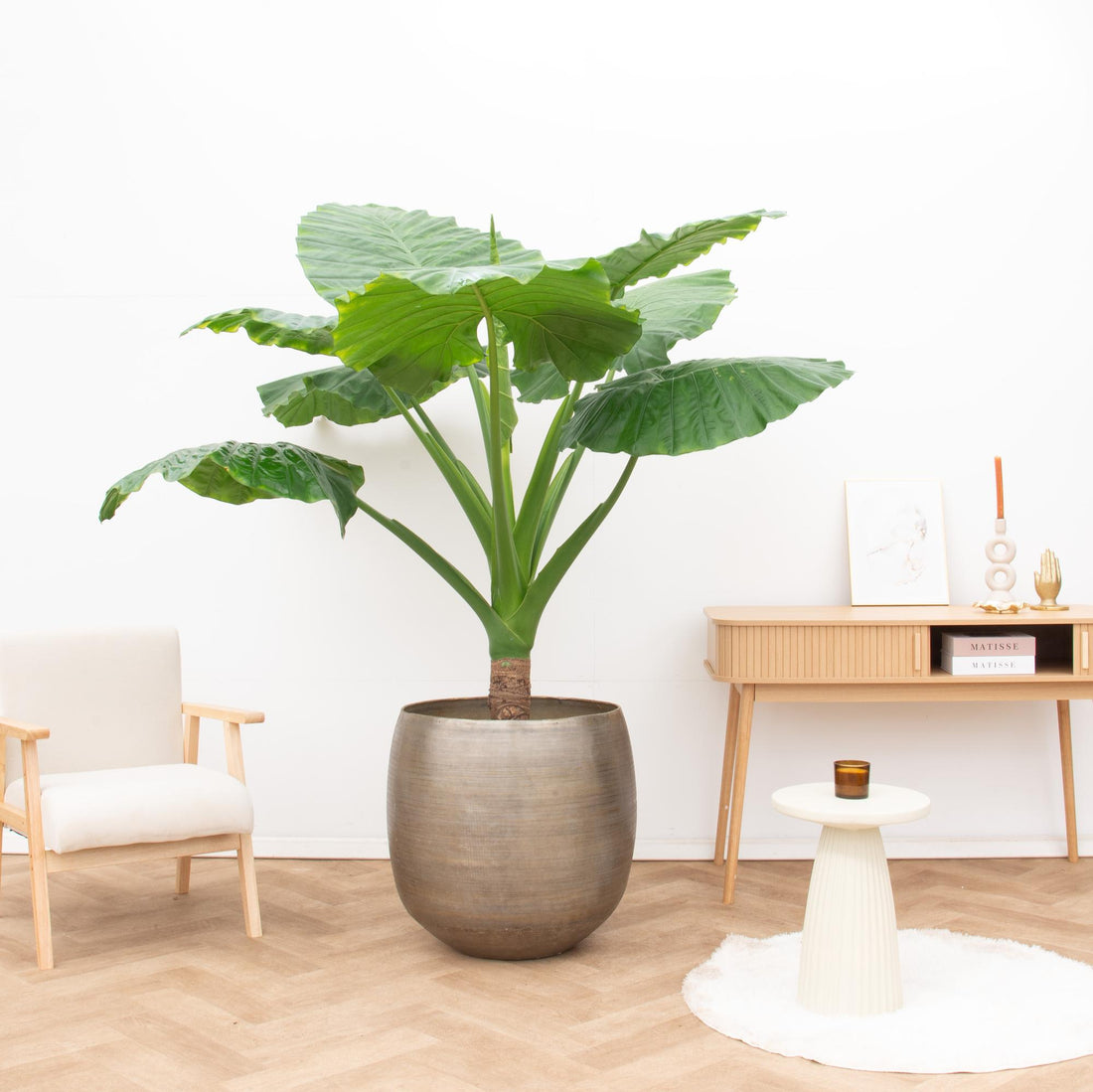 Alocasia Portodora - 180cm