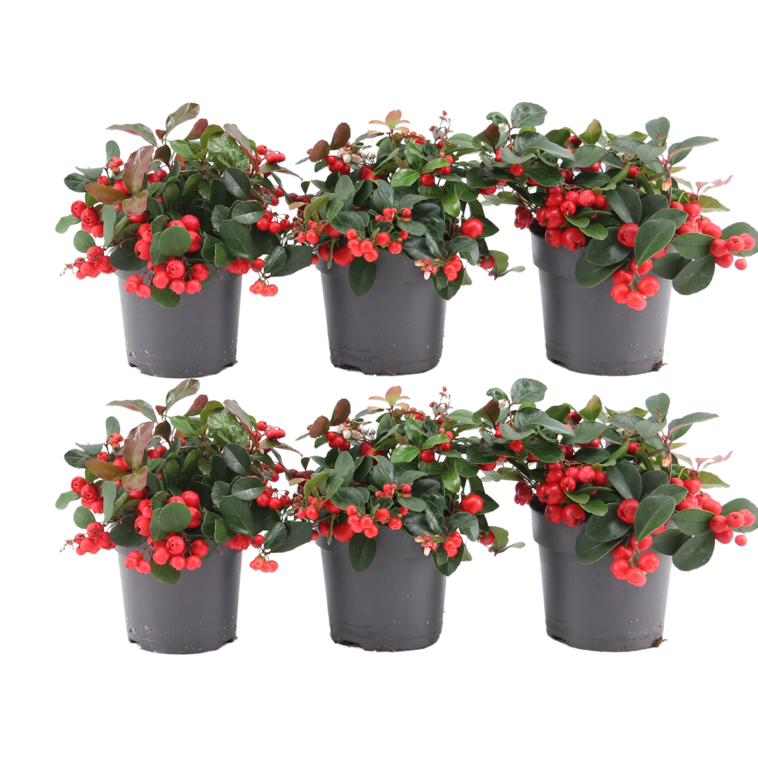6x Gaultheria procumbens &