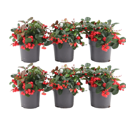 6x Gaultheria procumbens &