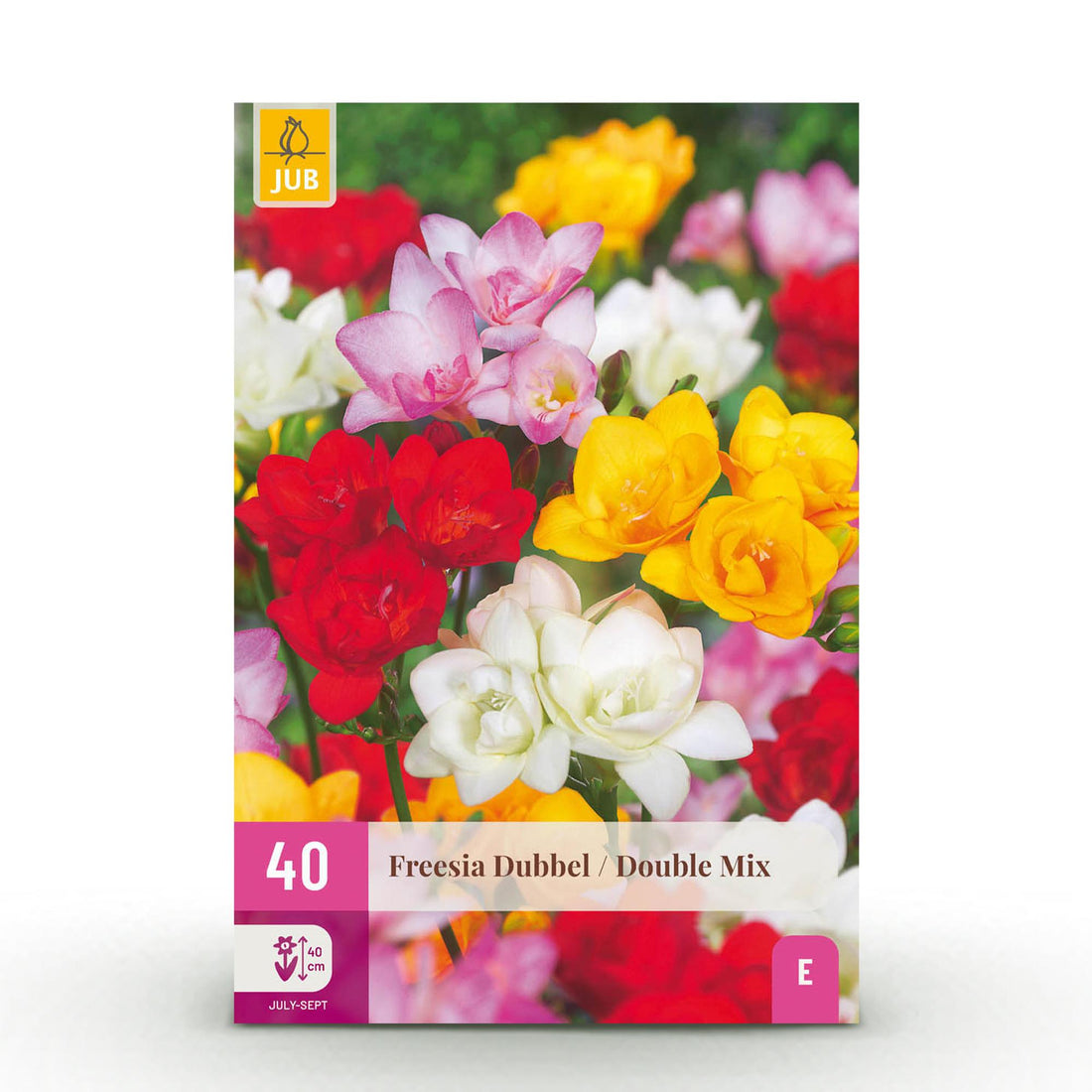 Blumenzwiebeln Freesia Double Mix | 40 Stück Farbenmix – Zwiebelgröße 5/6 – XXL Pack