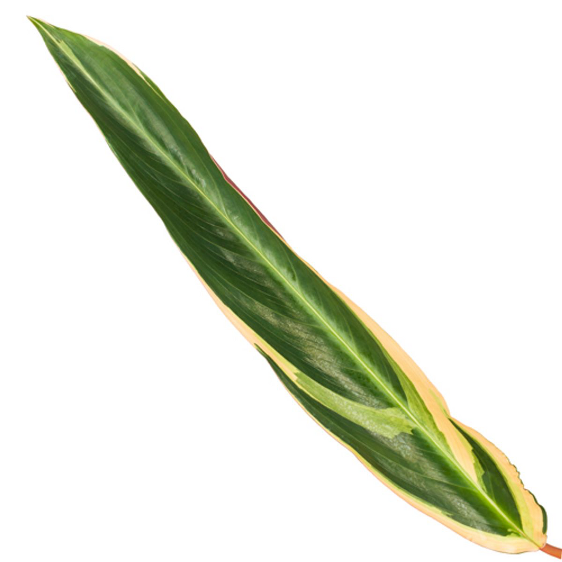 Calathea ‘Triostar’ (Stromanthe) 70 cm | Bunte Zimmerpflanze im Ø19 cm Topf – Pflegeleicht &amp; Haustierfreundlich