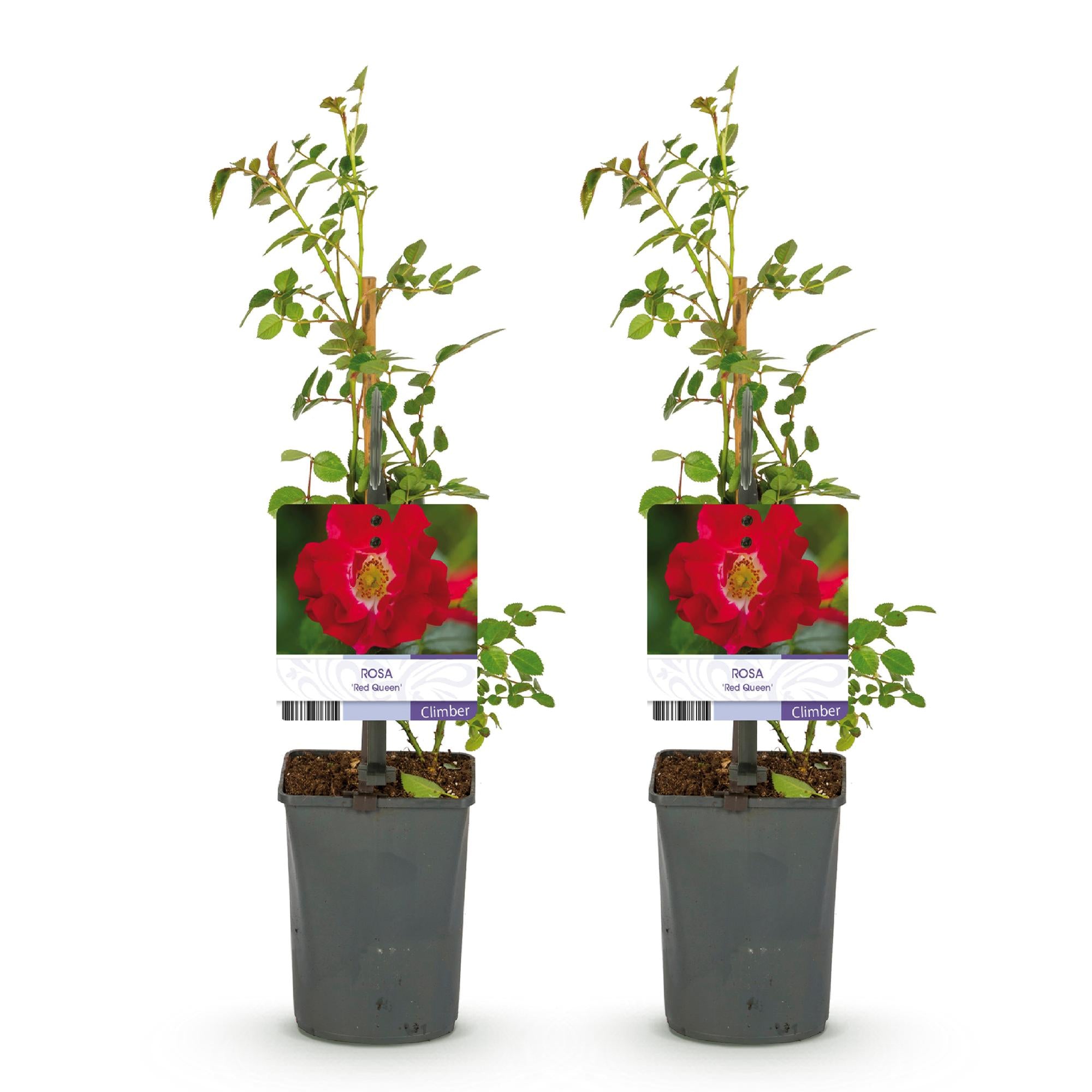 Kletterrose - Rosa Red Queen - Blüte Rot - Geringer Pflegeaufwand - 2 Pflanzen - Topf 11cm Höhe 40cm