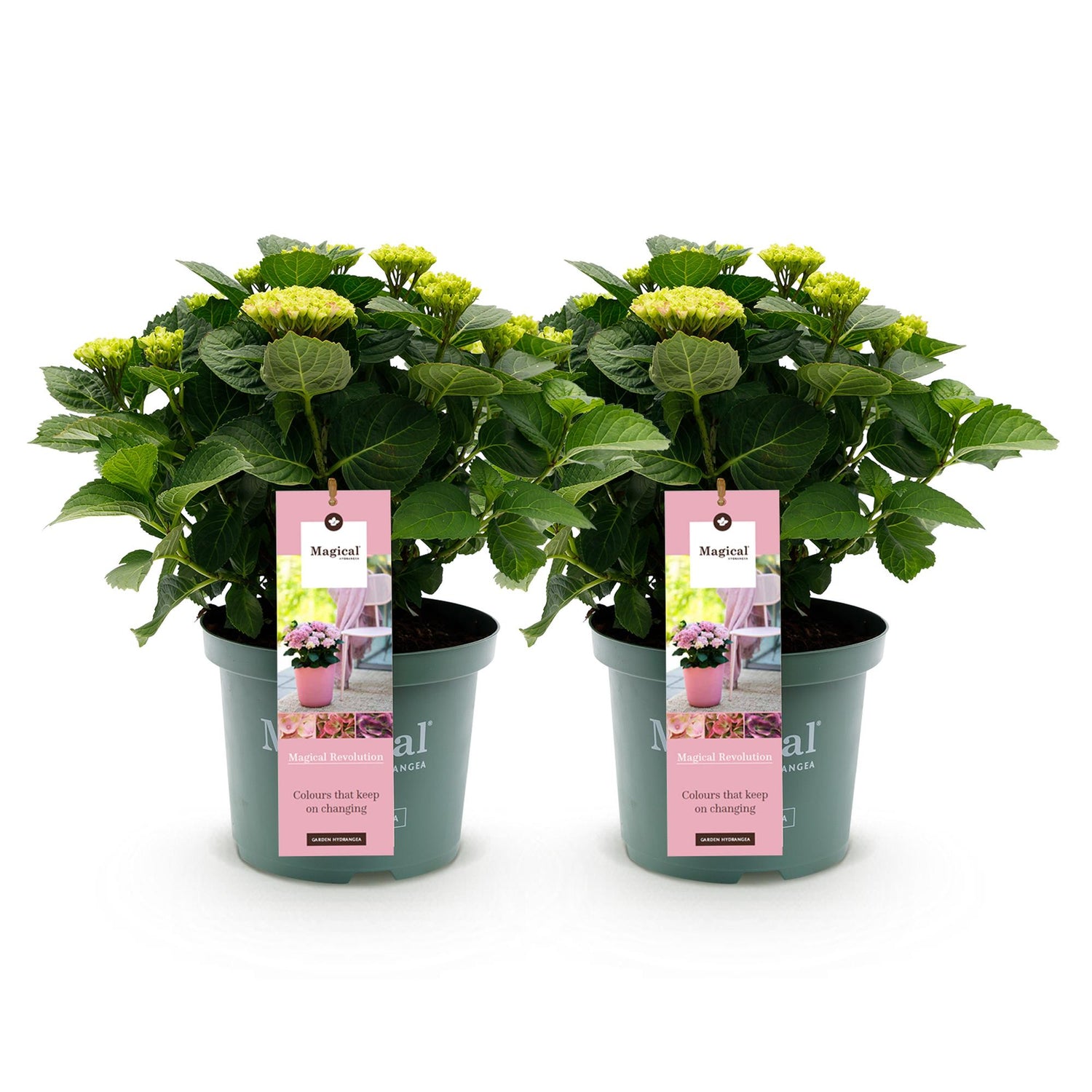 Hortensie Magical Revolution Pink – 2 Pflanzen – 6–10 Blüten – Ø23 cm Topf – Höhe ca. 55 cm