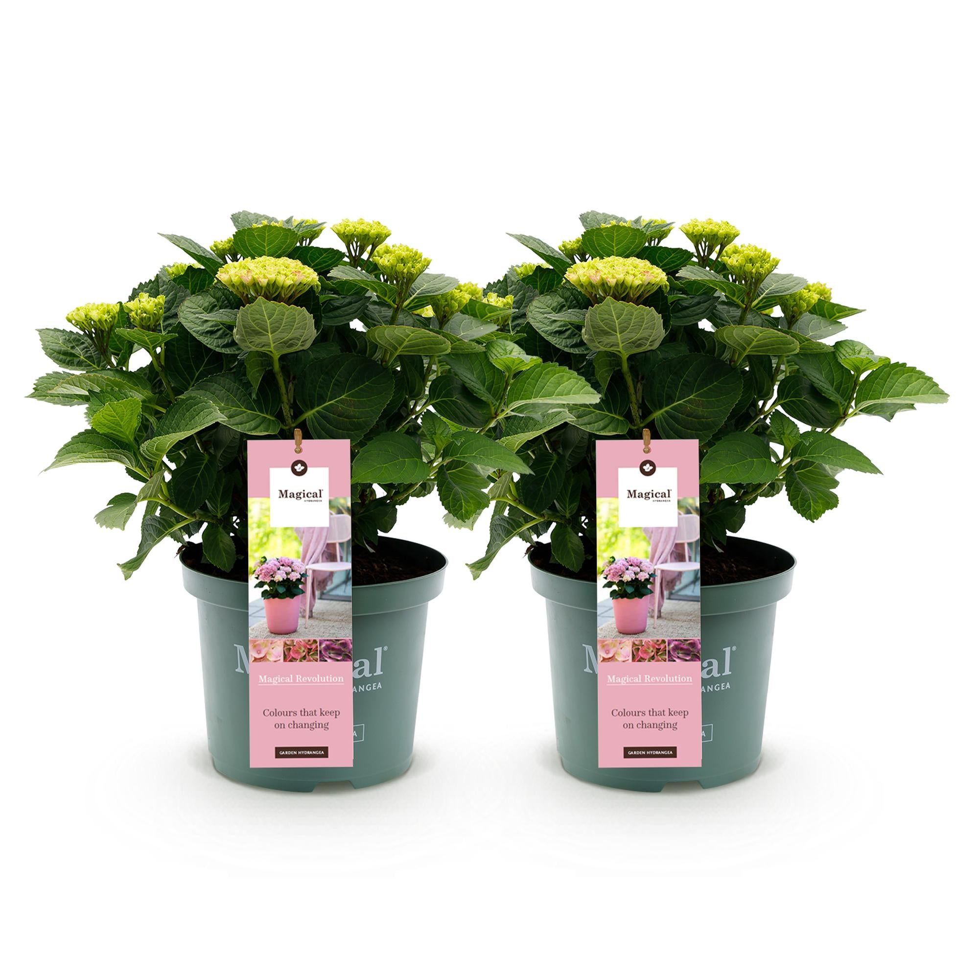 Hortensie Magical Revolution Pink – 2 Pflanzen – 6–10 Blüten – Ø23 cm Topf – Höhe ca. 55 cm