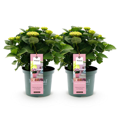 Hortensie Magical Revolution Pink – 2 Pflanzen – 6–10 Blüten – Ø23 cm Topf – Höhe ca. 55 cm
