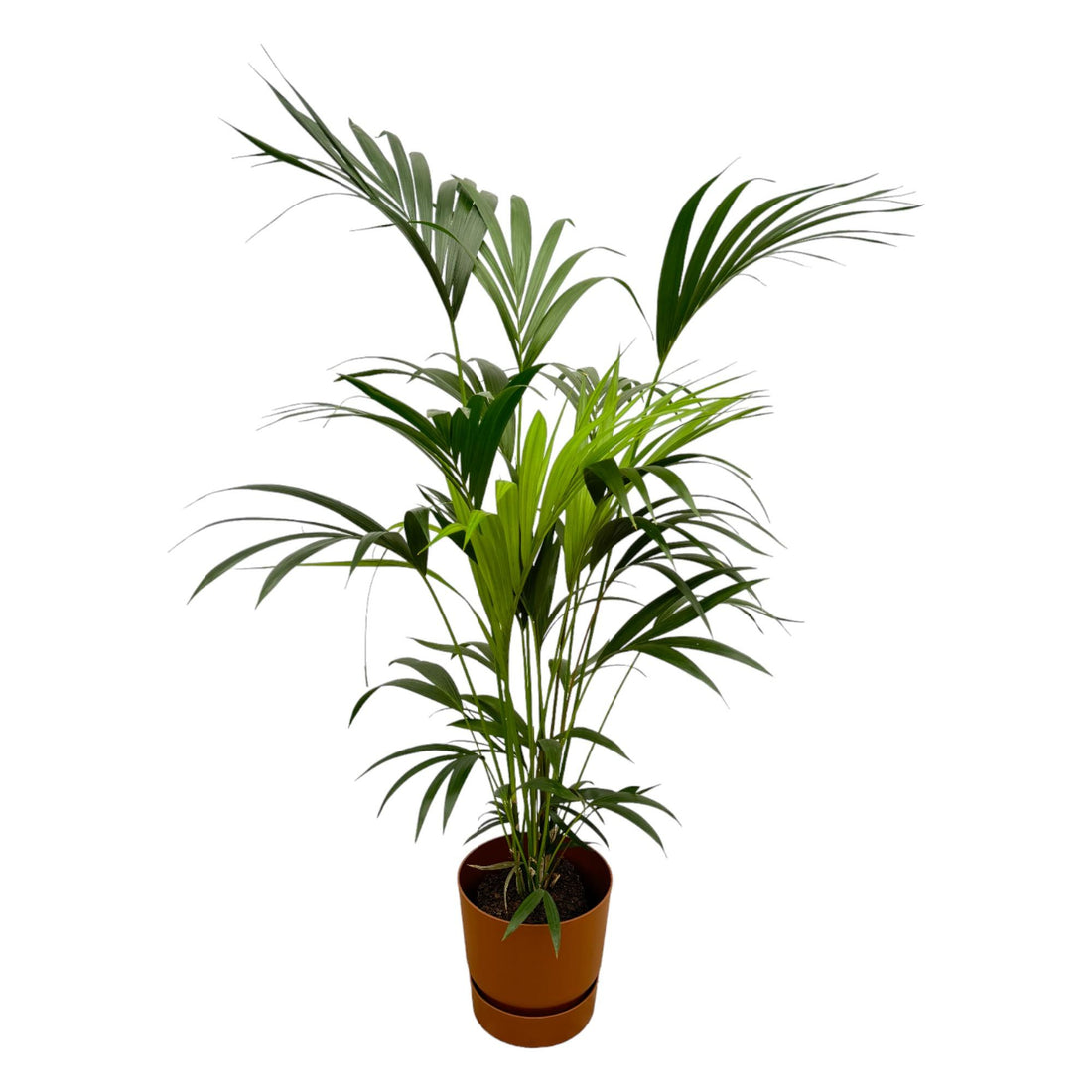 Kentia-Palme 160cm mit Topf – Elegante Zimmerpalme für stilvolles Grün