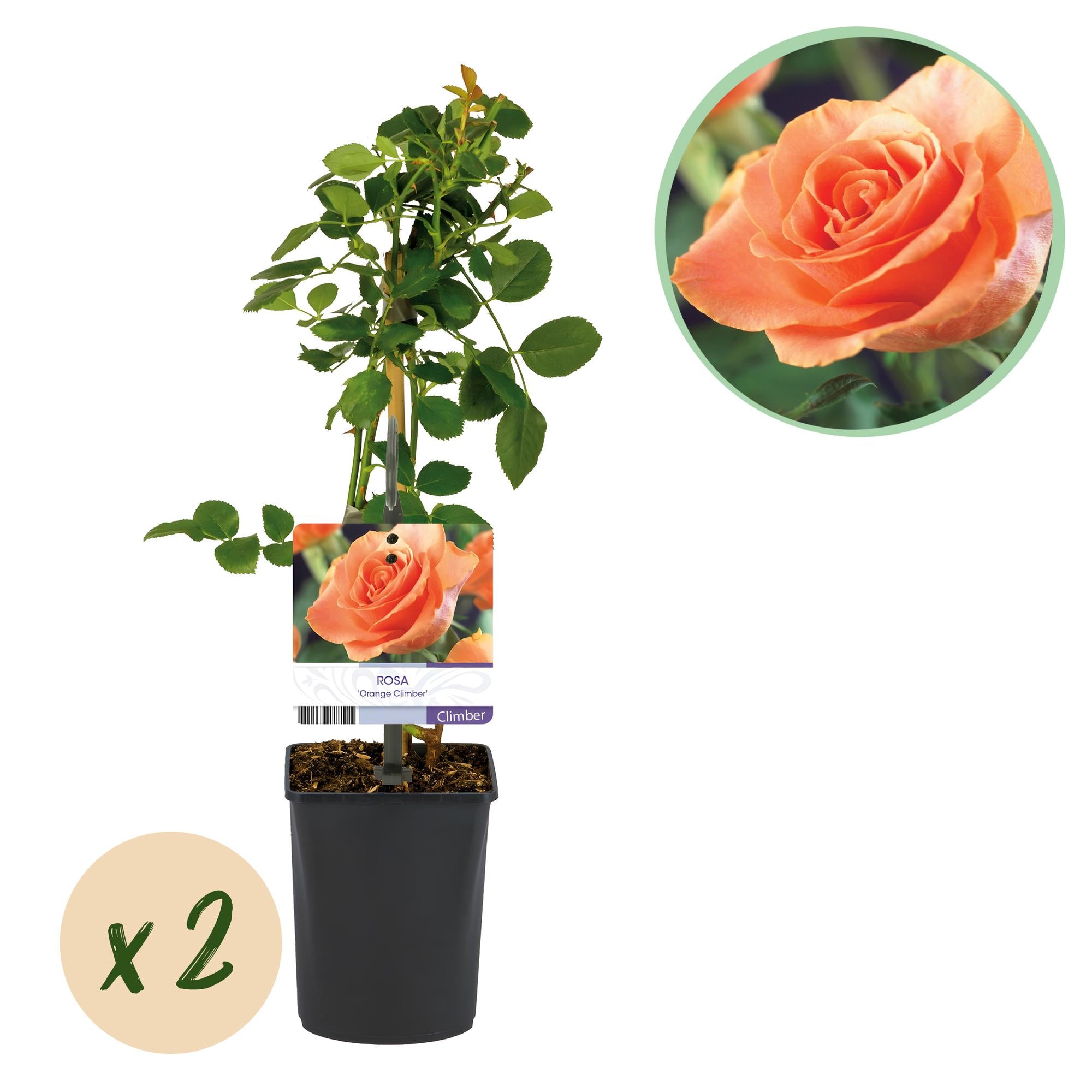 Kletterrose - Rosa Orange Climber - Blüte Orange - Wenig Pflege - 2 Pflanzen - Topf 11cm Höhe 40cm