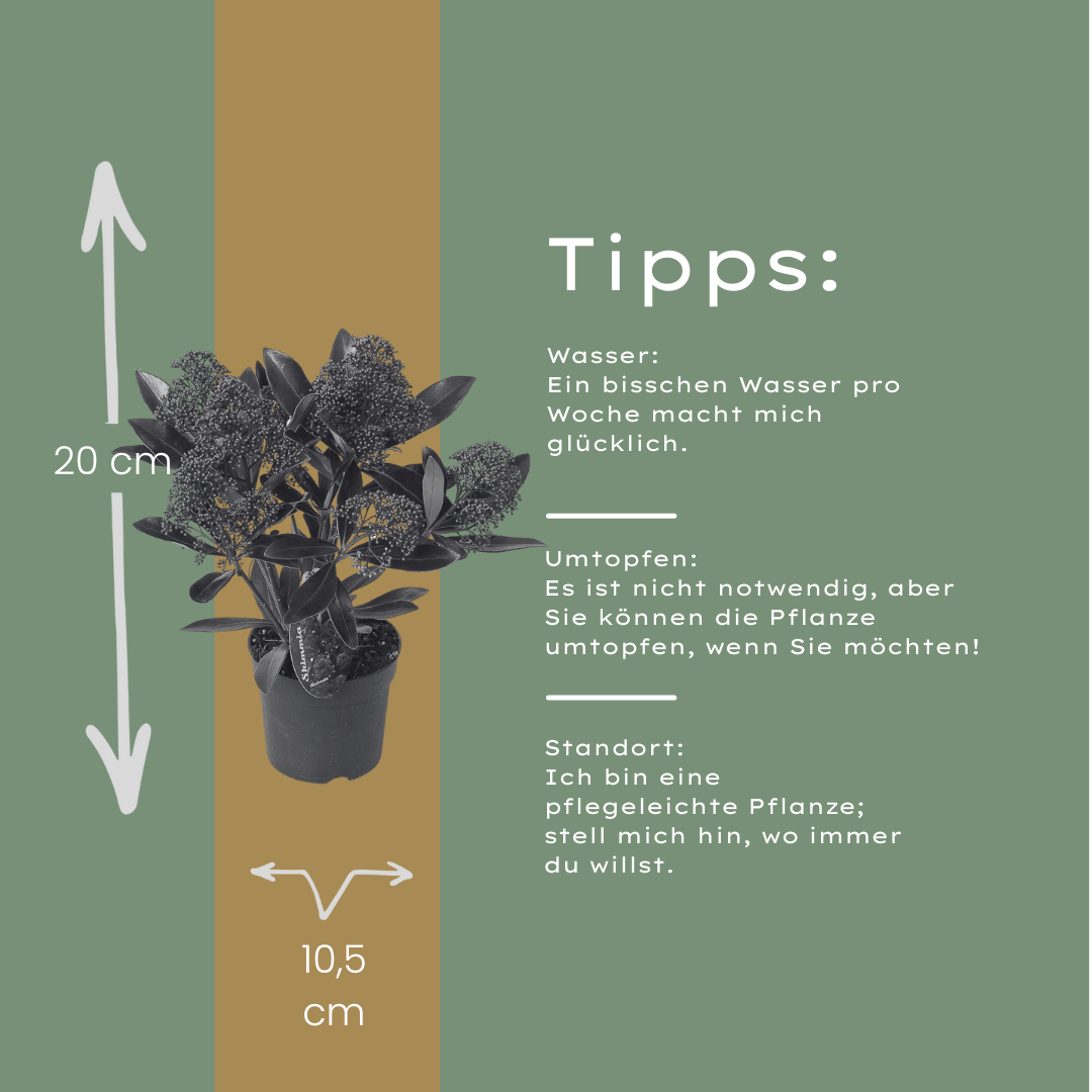 Set mit 3 Skimmia ‚Rubella‘ – Ø 10,5 cm – ↨ 20-25 cm