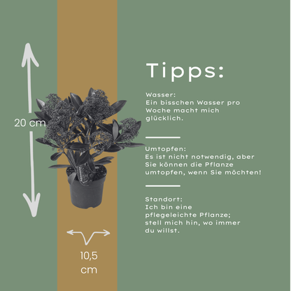 Set mit 3 Skimmia ‚Rubella‘ – Ø 10,5 cm – ↨ 20-25 cm