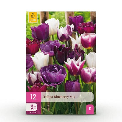 Tulpen Blueberry Mix - Bulbs Hardy Perennial - Verschiedene Farben - 12 Stück - Zwiebelgröße 11/12 - XXL Pack