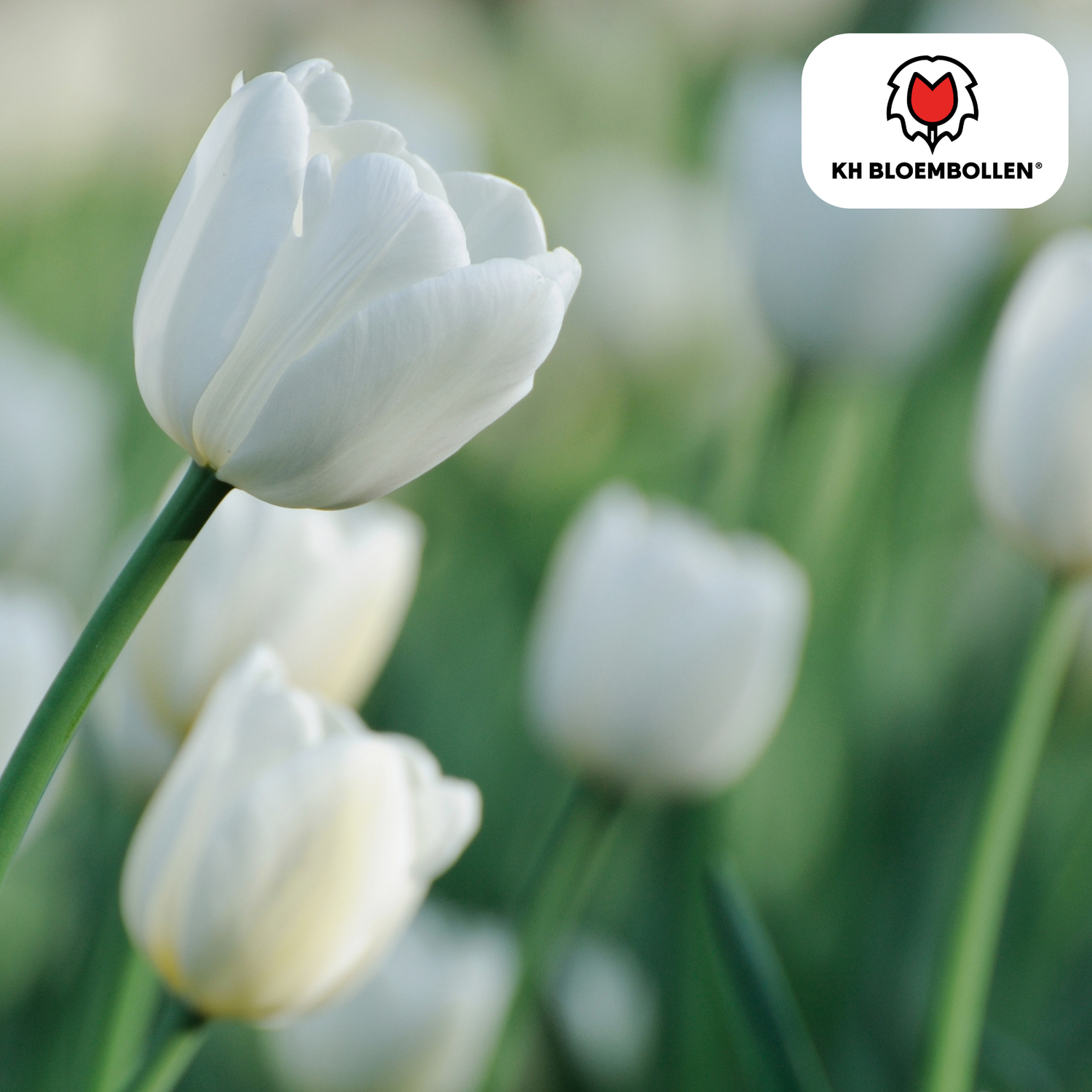 Catherina Tulpenzwiebeln – 20er-Pack | Weiß &amp; edel