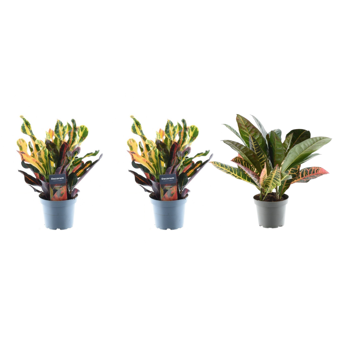 3x Wunderstrauch mix - 30 cm - ø12