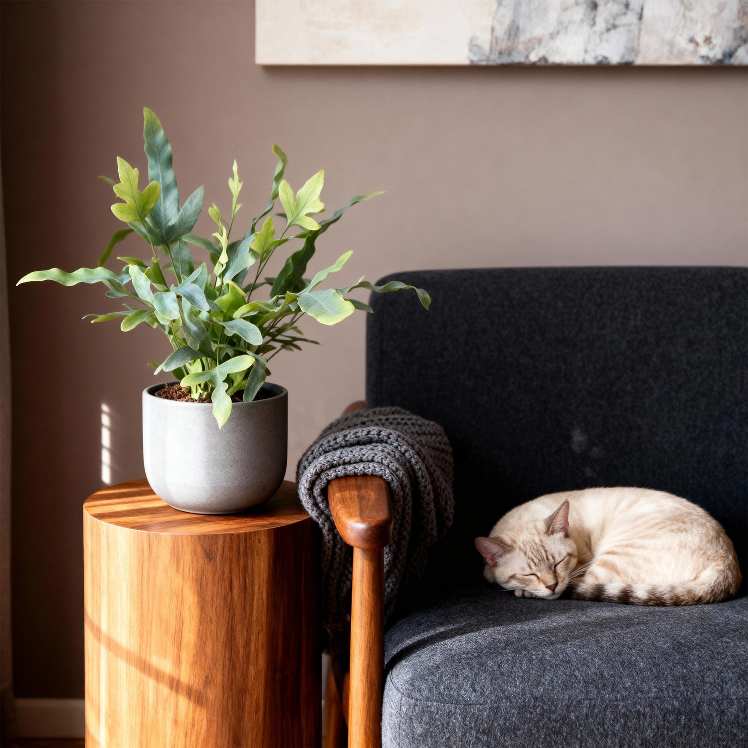 Phlebodium aureum Blue Star - Blaue Farn - Haustierfreundliche Pflanze - Blau - 1 Pflanze - Topf 12cm - Höhe 25cm