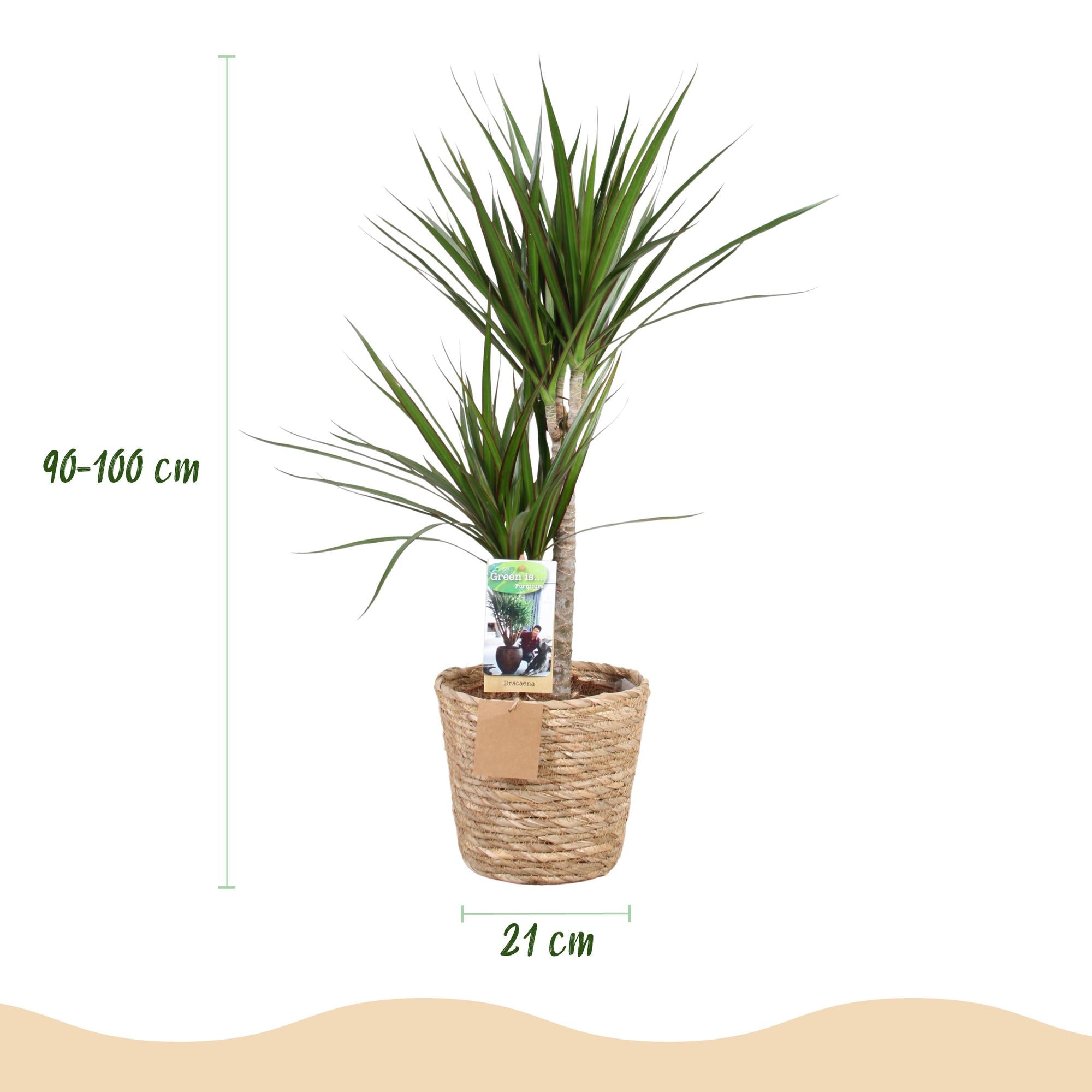 Dracaena Marginata - Drachenblutbaum mit Korb - Höhe 90-100cm