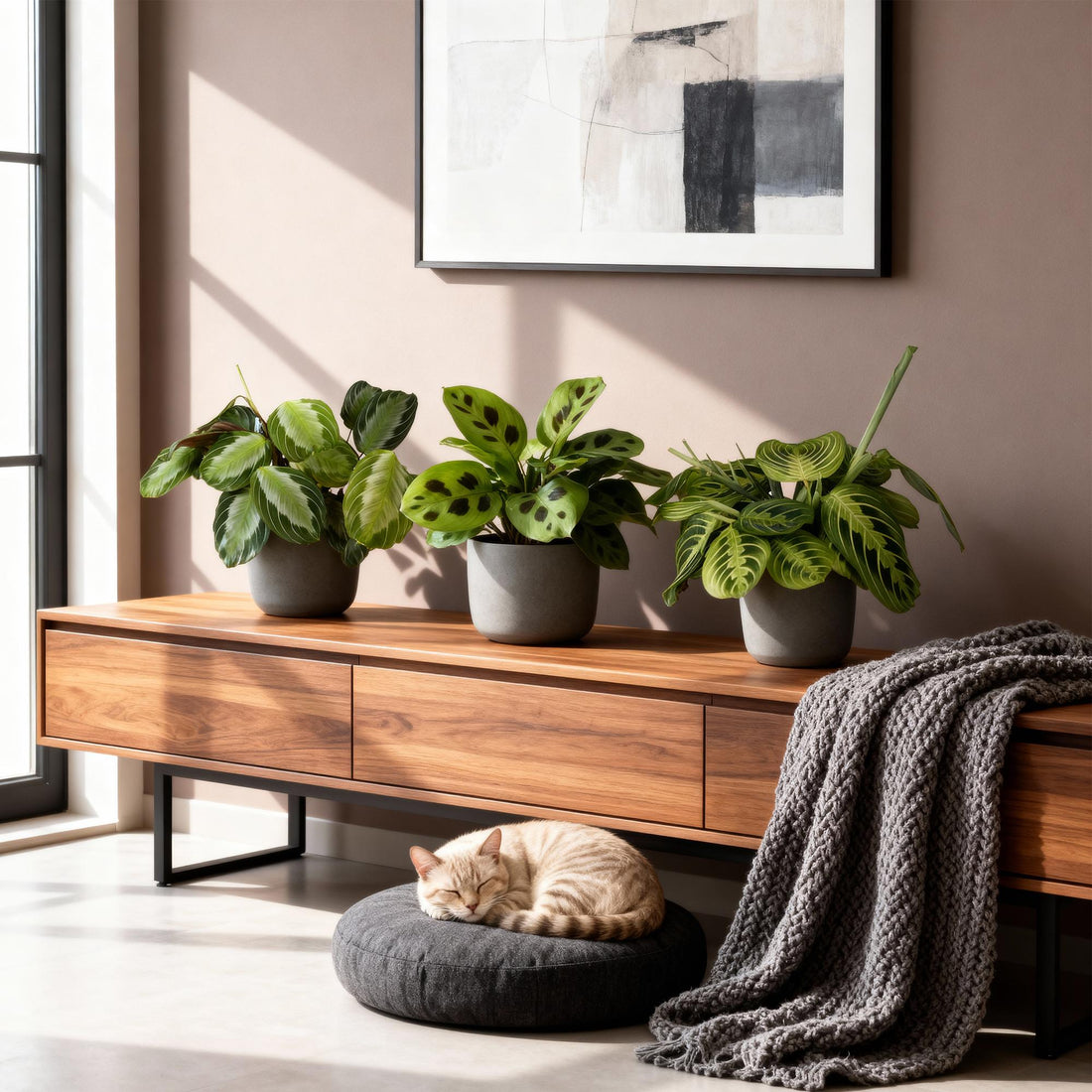 Gebetspflanze - Haustierfreundliche Pflanzen Silverband, Marantha Lemon Lime Marantha Kerchoveana - Topf 12cm - Höhe 25cm