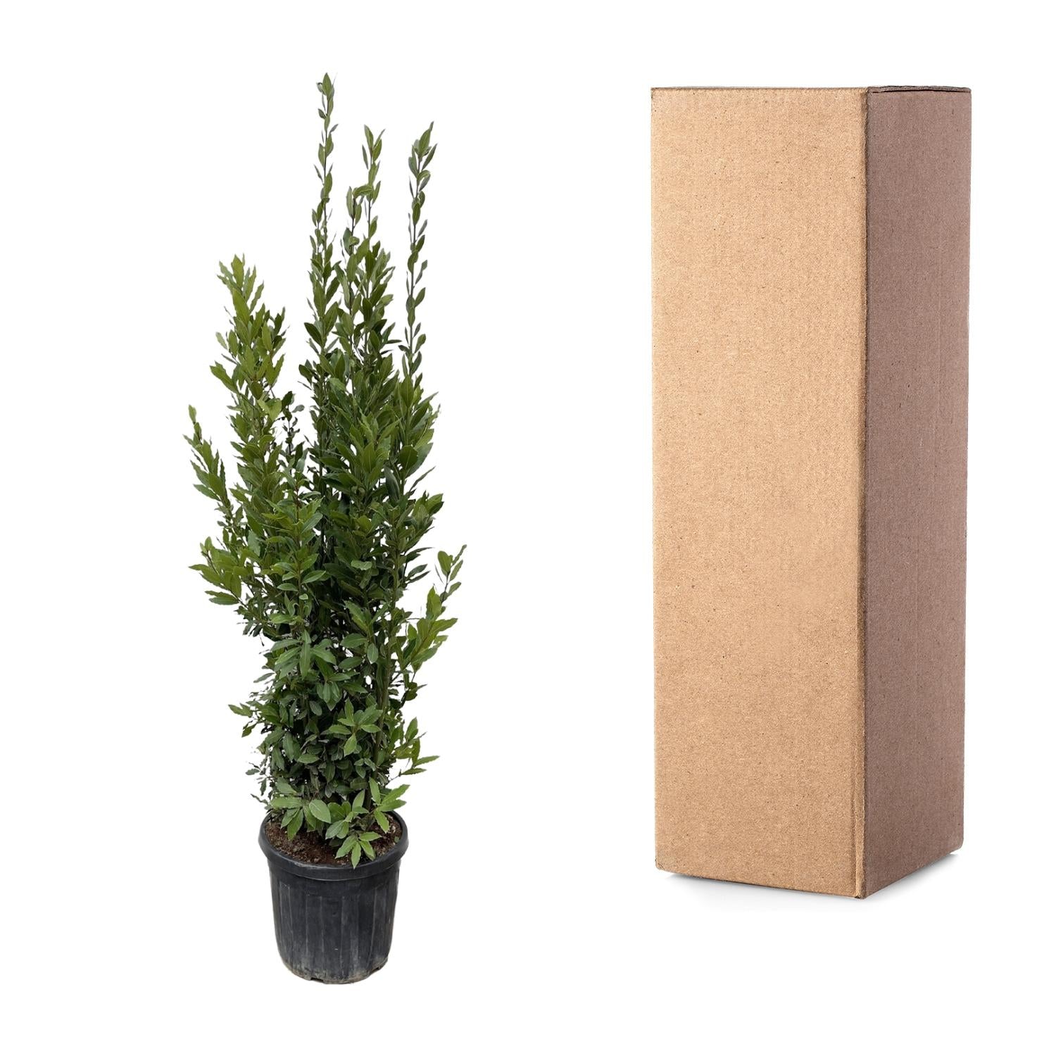 Laurus Nobilis &quot;Echte Lorbeer&quot; - 180 cm - ø40