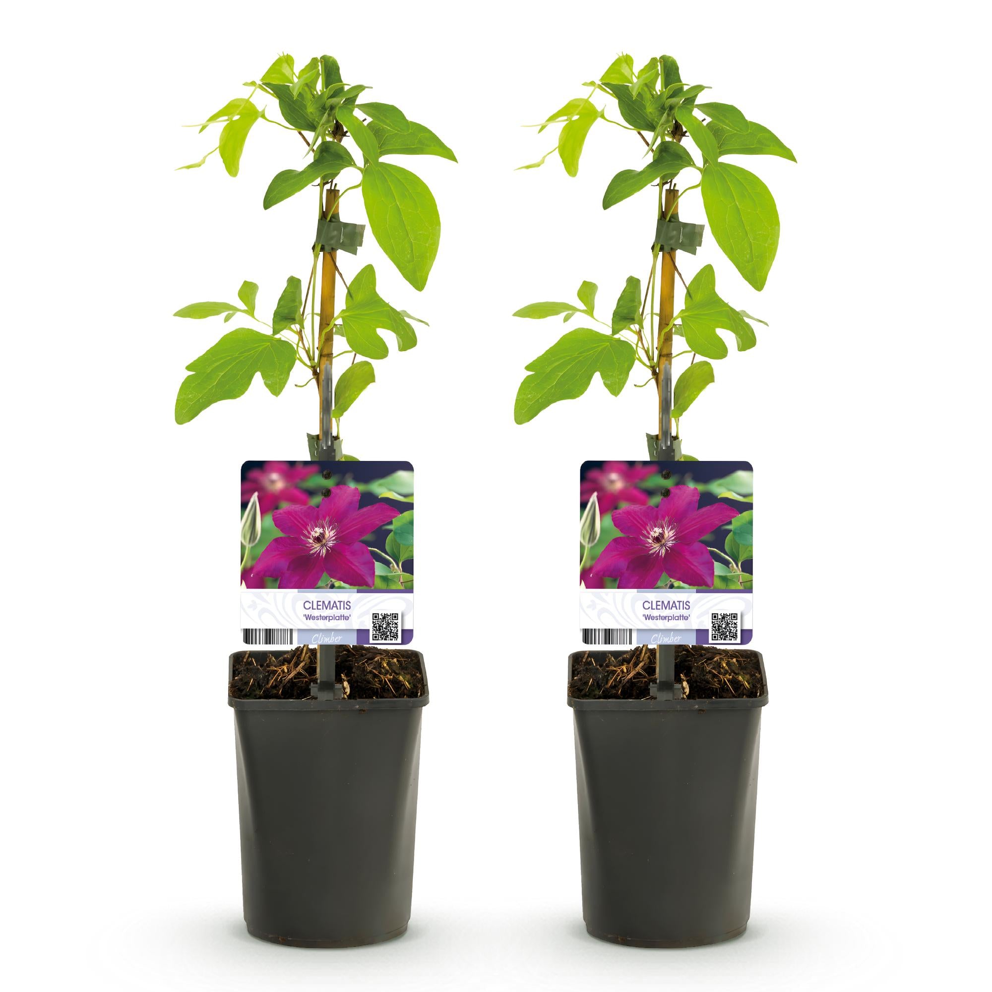 Kletterpflanze - Clematis Westerplatte - Blüte Rot - Pflegeleicht - 2 Pflanzen - Topf 11cm Höhe 40cm