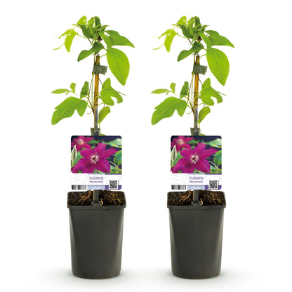 Kletterpflanze - Clematis Westerplatte - Blüte Rot - Pflegeleicht - 2 Pflanzen - Topf 11cm Höhe 40cm