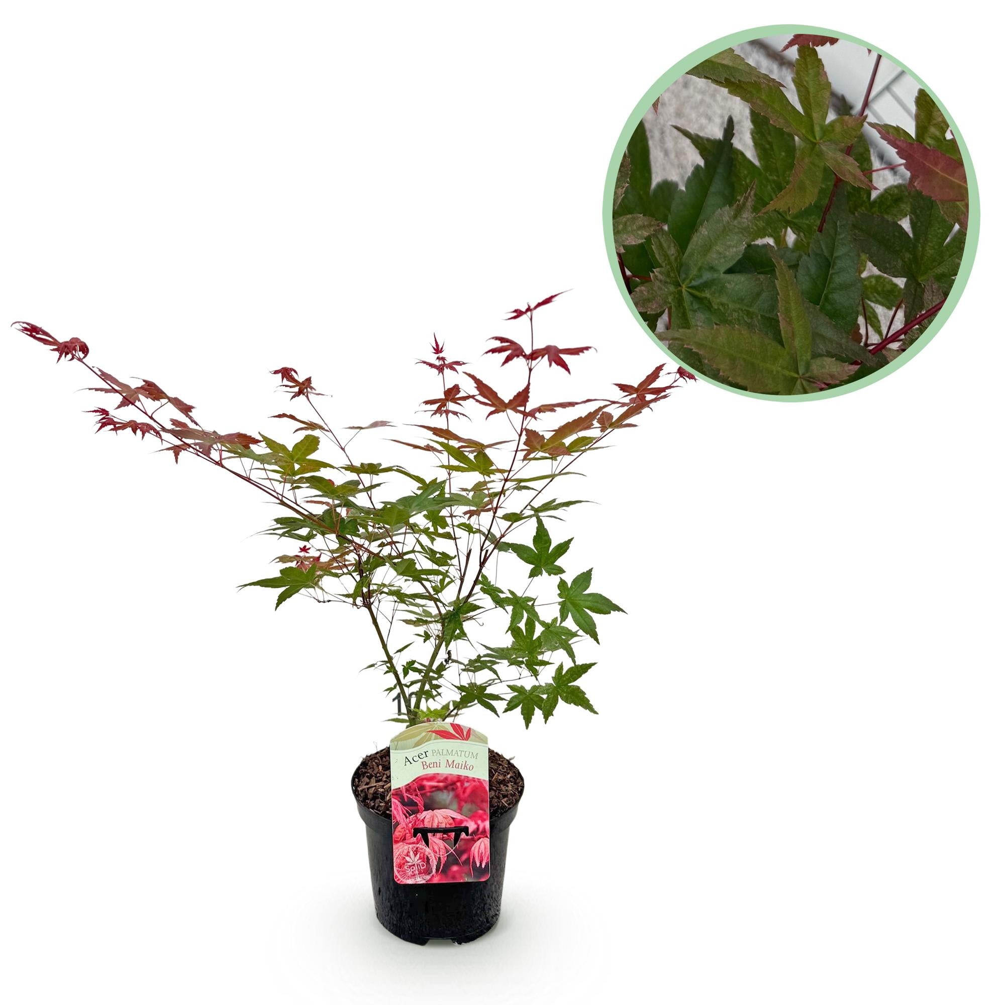 Japanischer Ahorn - Acer palmatum Beni Maiko - Rot - 1 Pflanze - Laubabwerfend - Topf 19cm Höhe 70cm
