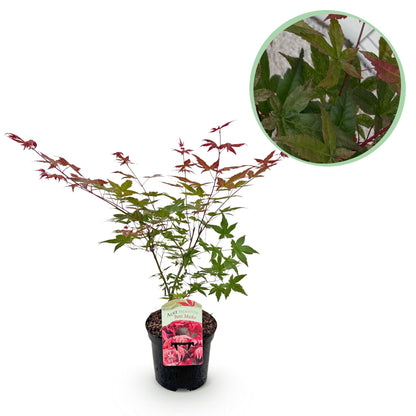 Japanischer Ahorn - Acer palmatum Beni Maiko - Rot - 1 Pflanze - Laubabwerfend - Topf 19cm Höhe 70cm