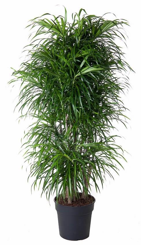 Dracaena Anita verzweigt 160 cm | Pflegeleicht &amp; elegant