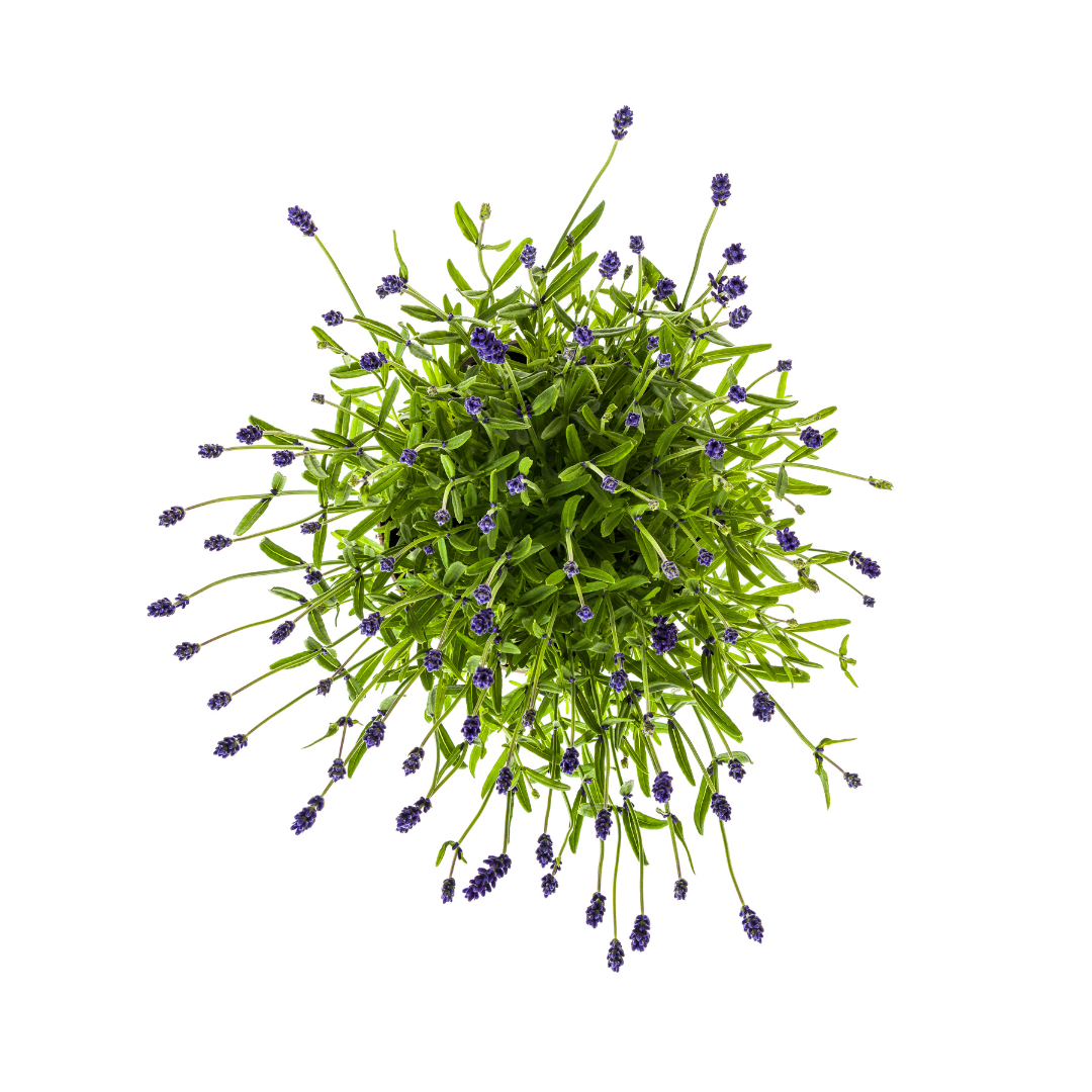 Lavandula angustifolia (4er-Set) – Echter Lavendel Ø19 cm | Duft &amp; Bienenliebe