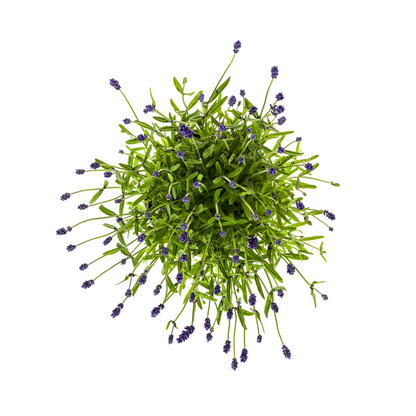 Lavandula angustifolia (4er-Set) – Echter Lavendel Ø19 cm | Duft &amp; Bienenliebe
