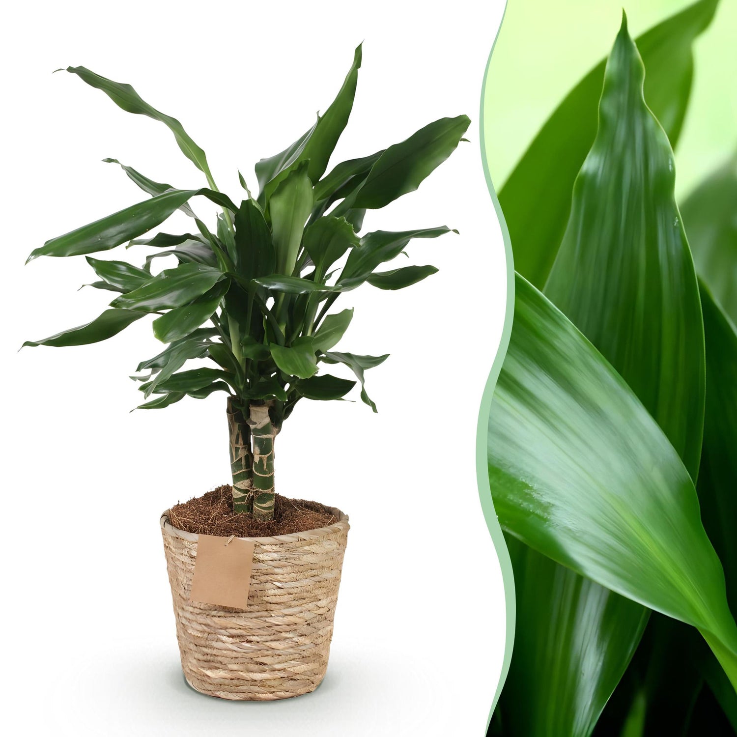 Dracaena fragrans Steudneri - Drachenblutbaum mit Korb Höhe 50-55cm