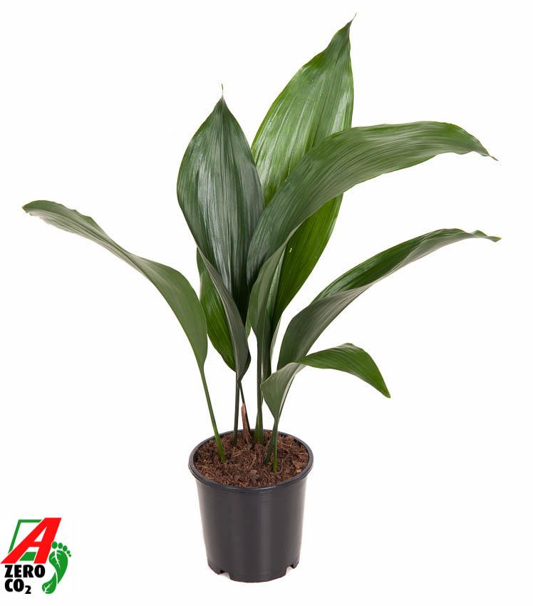 Aspidistra Elatior P13 - Ø13cm - ↕50cm