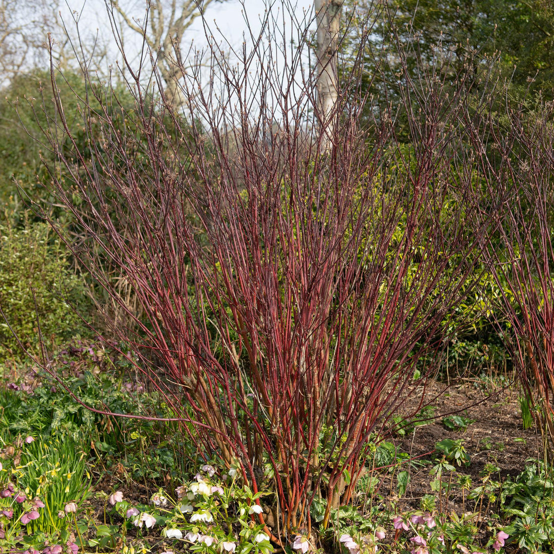 Cornus alba Kesselringii - Violette Zweige - 1 Pflanze - Laubabwerfend - Wenig Pflege - Topf 17cm Höhe 45cm