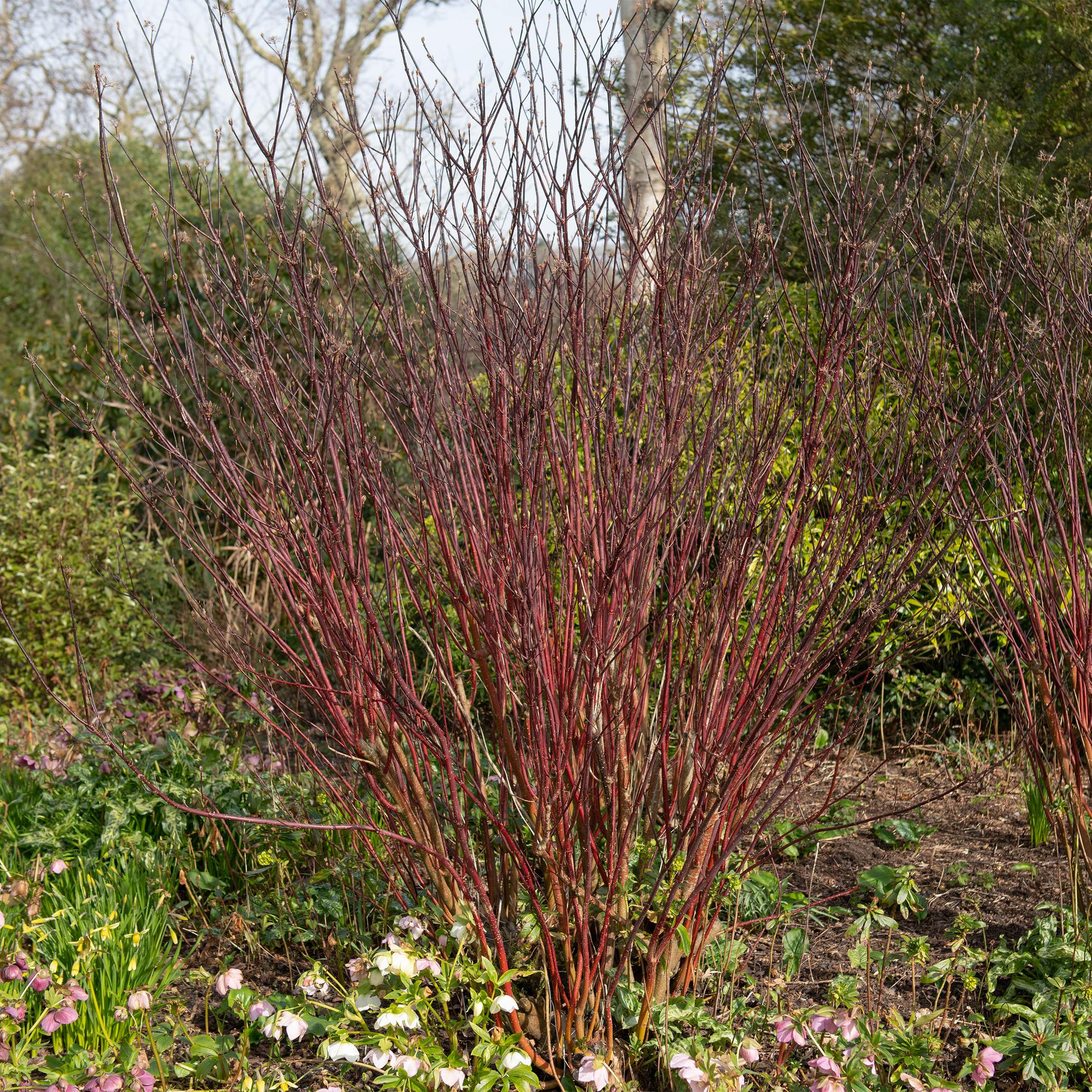 Cornus alba Kesselringii - Violette Zweige - 1 Pflanze - Laubabwerfend - Wenig Pflege - Topf 17cm Höhe 45cm