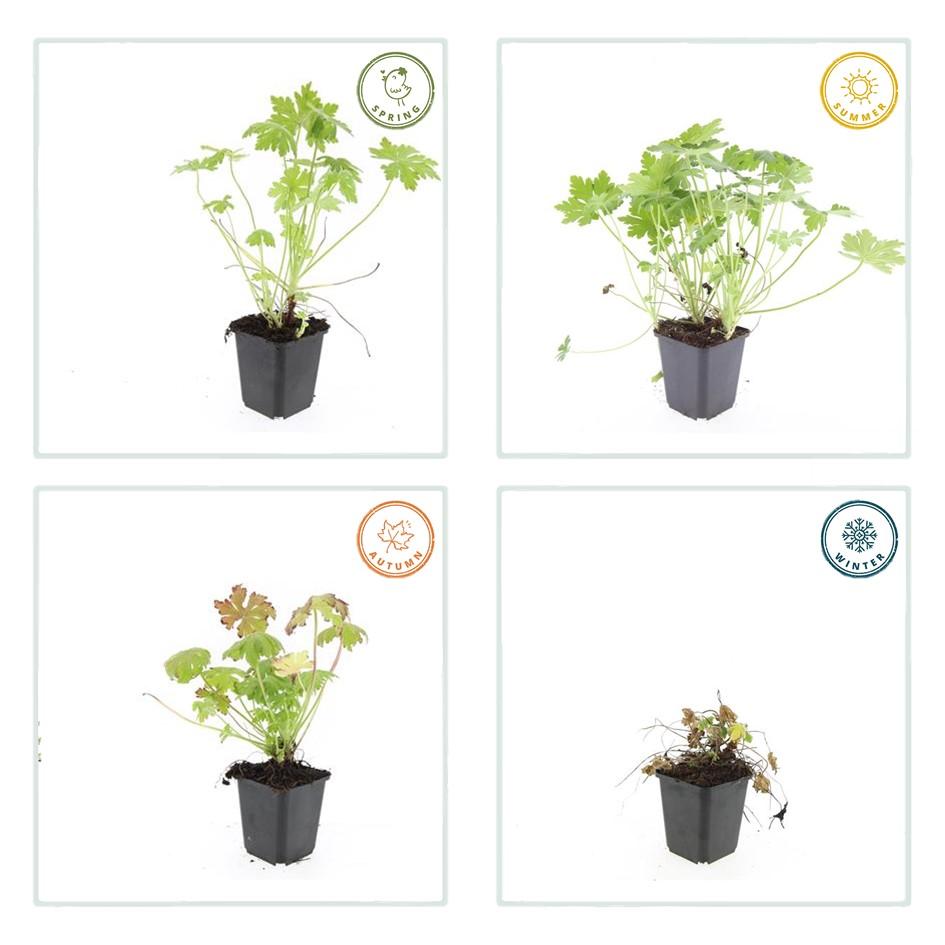 24x Geranium macrorrhizum – Immergrüner Bodendecker für Garten &amp; Hang