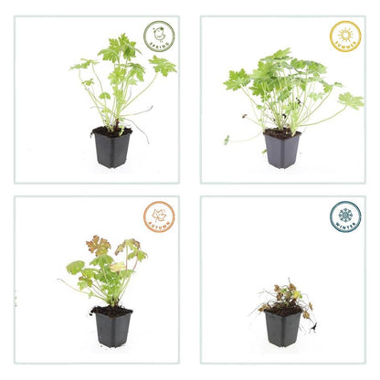 24x Geranium macrorrhizum – Immergrüner Bodendecker für Garten &amp; Hang