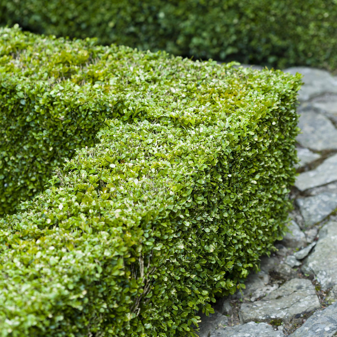 Buxus sempervirens – Heckenpflanze – 8 Pflanzen für 1 lfd. Meter – Immergrün – Ø9 cm Topf – Höhe 20–25 cm