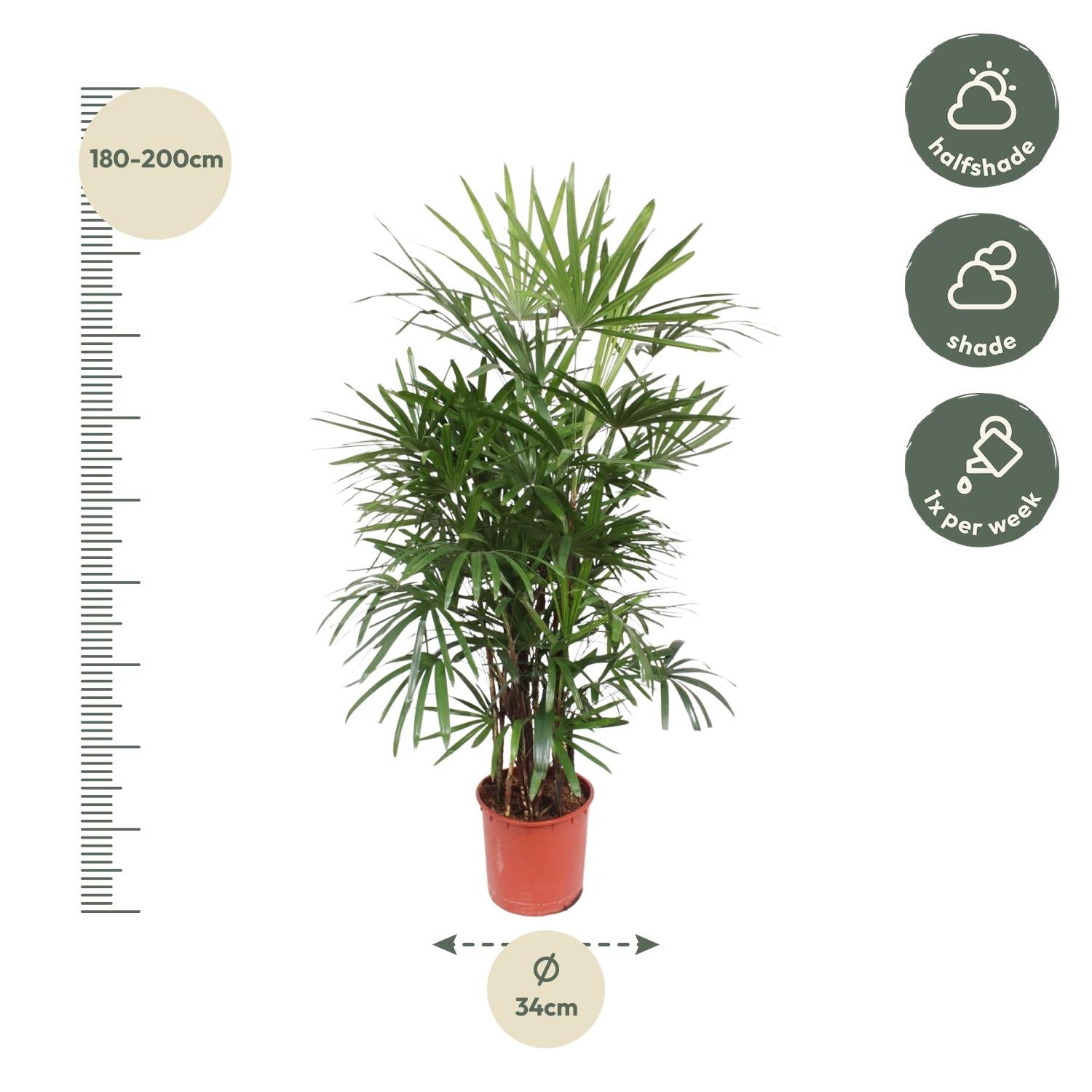 Rhapis excelsa Damenpalme 190 cm | Premium-Zimmerpalme im Ø34 cm Topf – Robust &amp; Luftreinigend