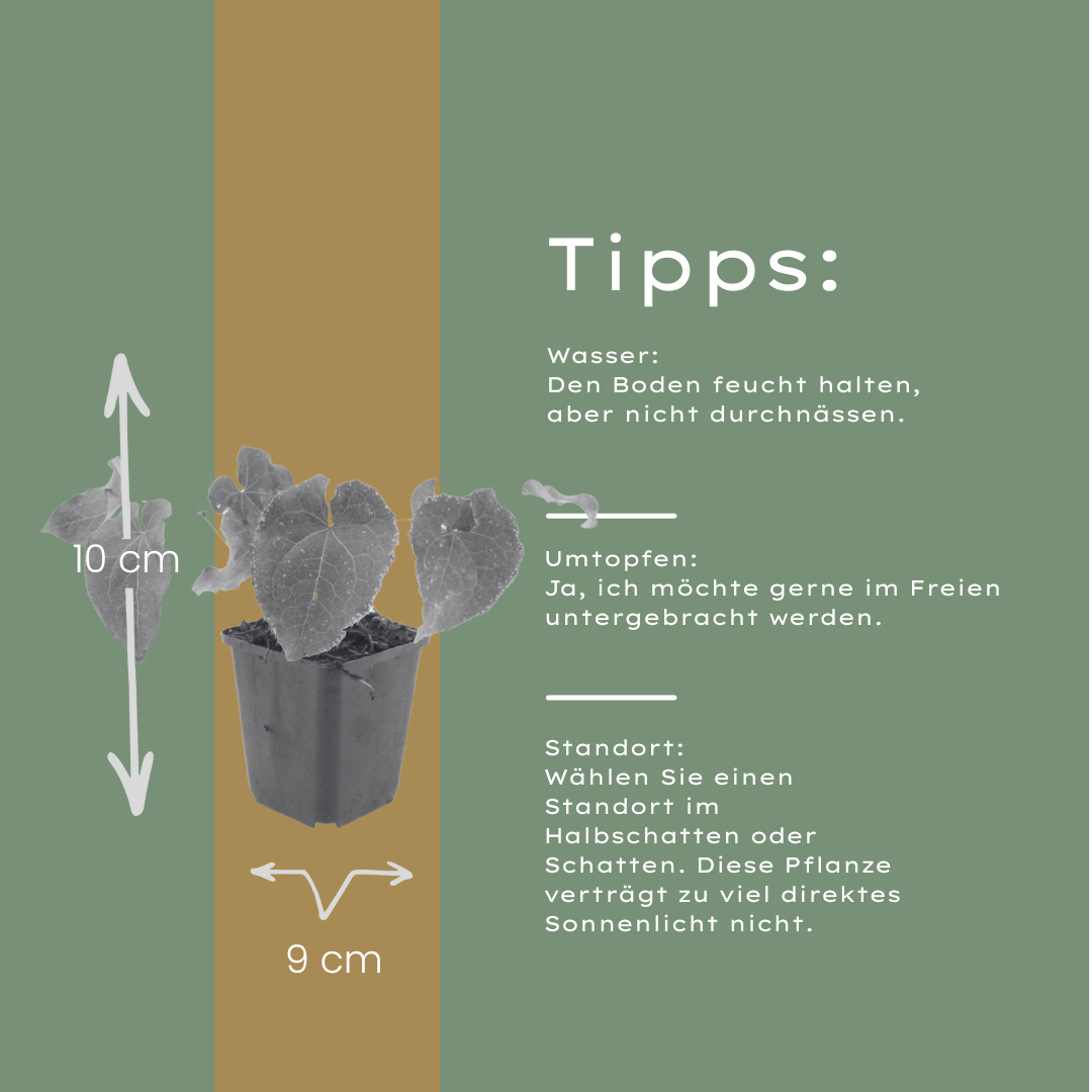 6x Epimedium perralc. &